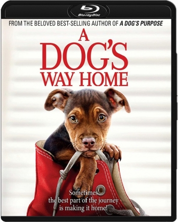 O psie, który wrócił do domu / A Dog's Way Home (2019) MULTi.1080p.BluRay.x264.DTS.AC3-DENDA | DUBBING i NAPISY PL