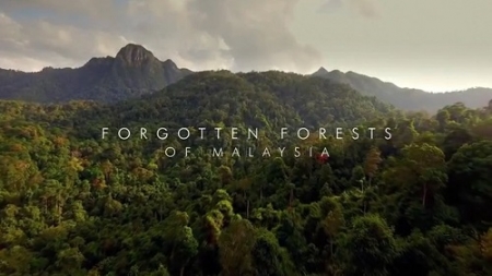 Zapomniane lasy Malezji / The Forgotten Forests of Malaysia (2018) PL.2160p.HDR.UHDTV.H265-B89 | Lektor PL