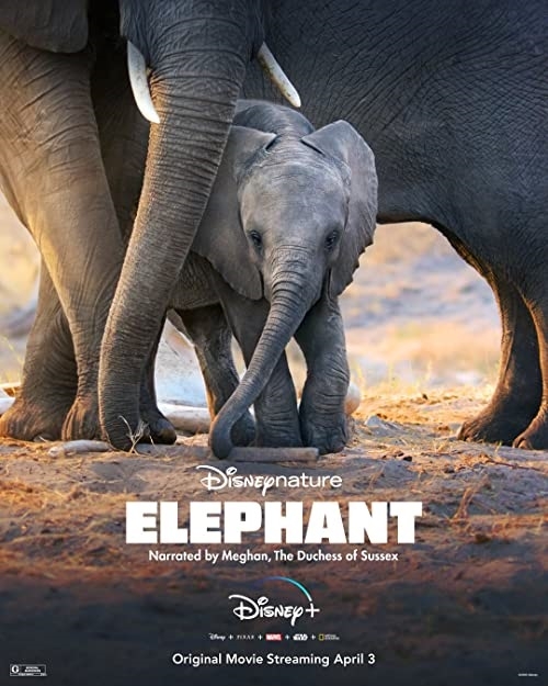 Elephant (2020) MULTi.2160p.DSNP.WEB-DL DDP5.1.HDR.HEVC-KLiO / Lektor i Napisy PL