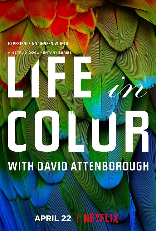David Attenborough: Życie w kolorze / Life in Colour with David Attenborough (2021) [Sezon 1] MULTi.1080p.NF.WEB-DL.DDP5.1.H264-Ralf / Lektor & Napisy PL